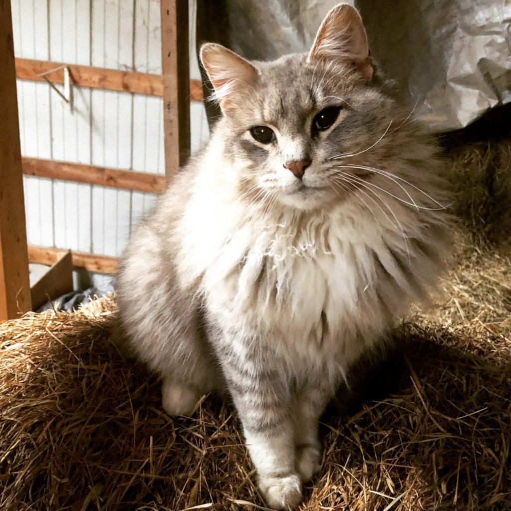 Grey cat on bale of hay in hayloft