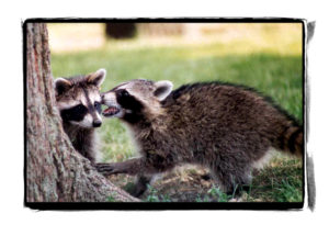Two raccoons sharing a secret