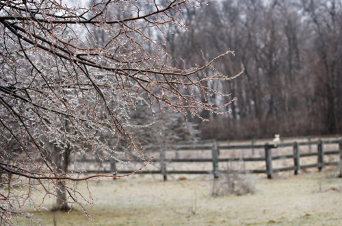 Tree branches with ice