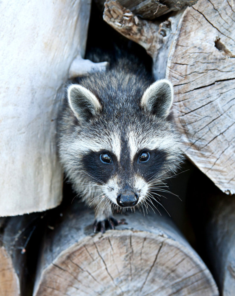 Raccoon in pile of cut wood