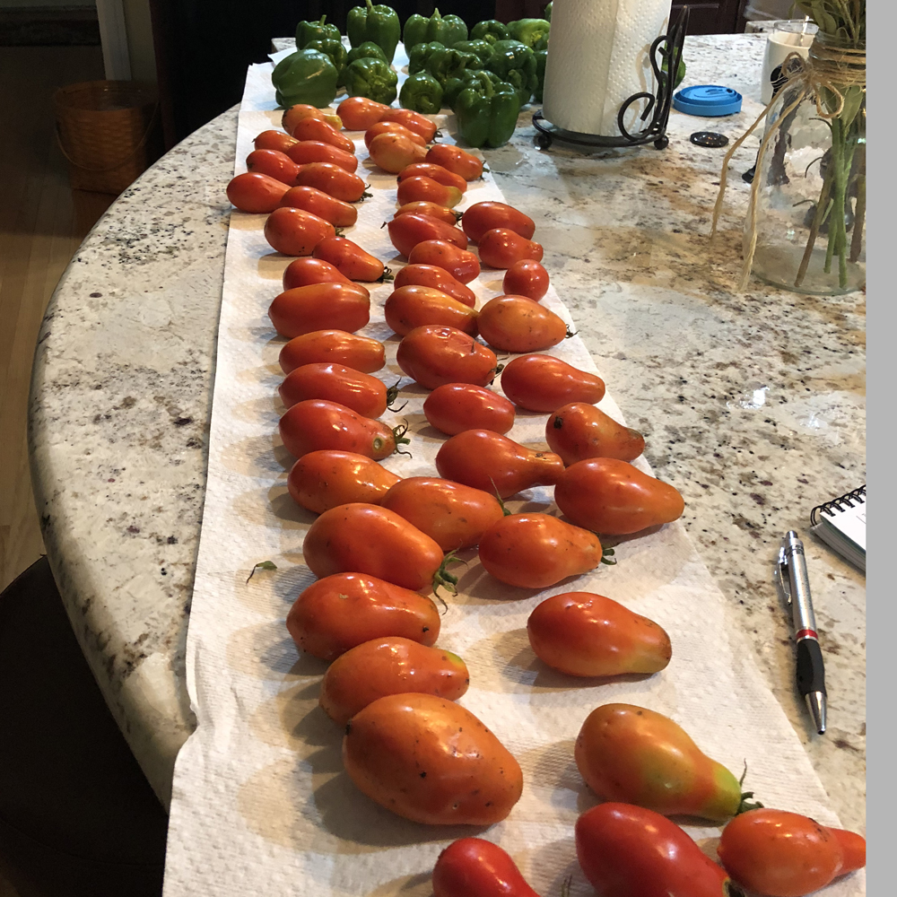 Culling tomatoes for the 4H fair