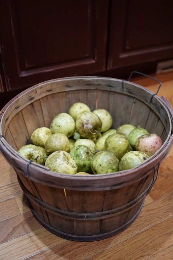 Fall - Canning Green Apples
