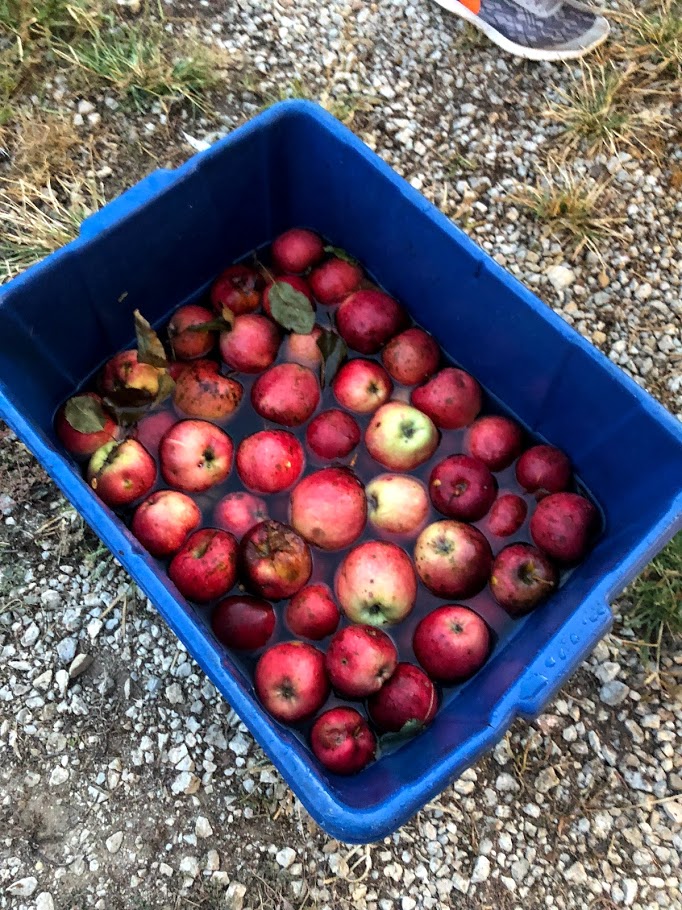 Fall - Canning Red Apples