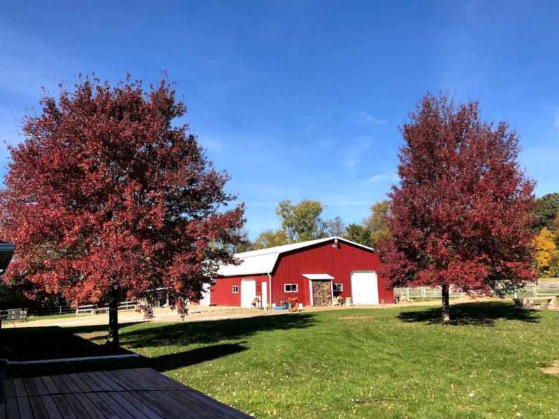 Beautiful fall tree colors on the farm