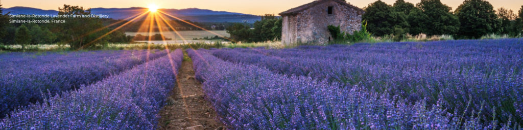Young Living Lavender Field in France